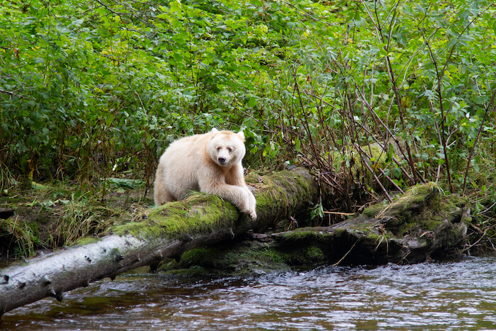 Great bear